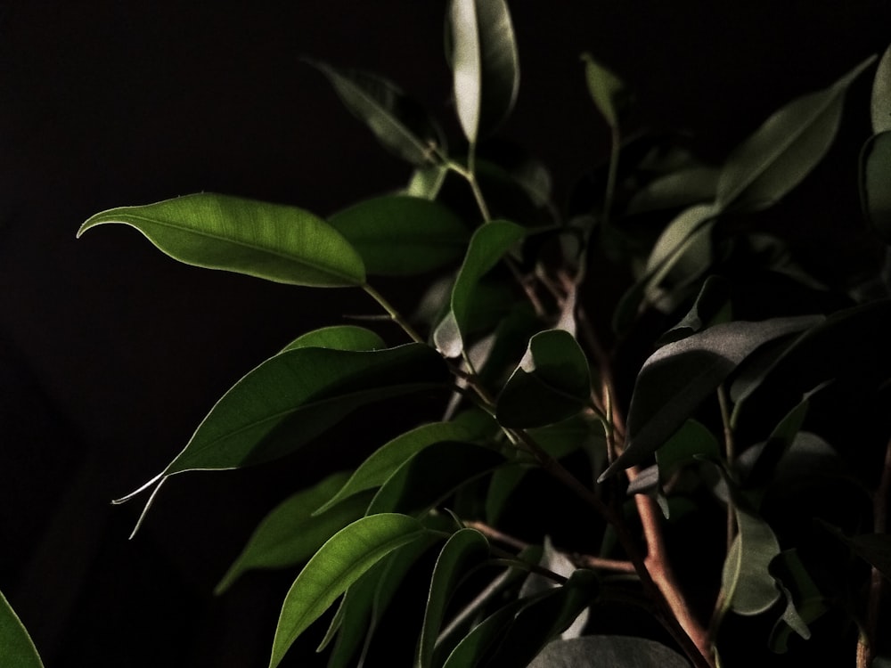 green leaves with black background photo – Free Leaf Image on Unsplash