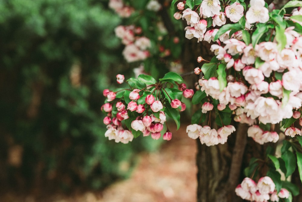 pink and white flowers on brown tree trunk