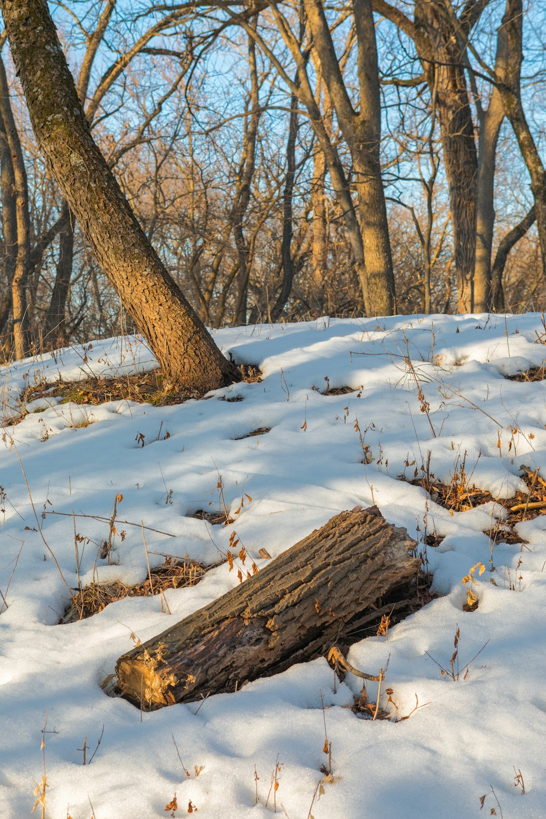 brown bare trees on snow covered ground during daytime