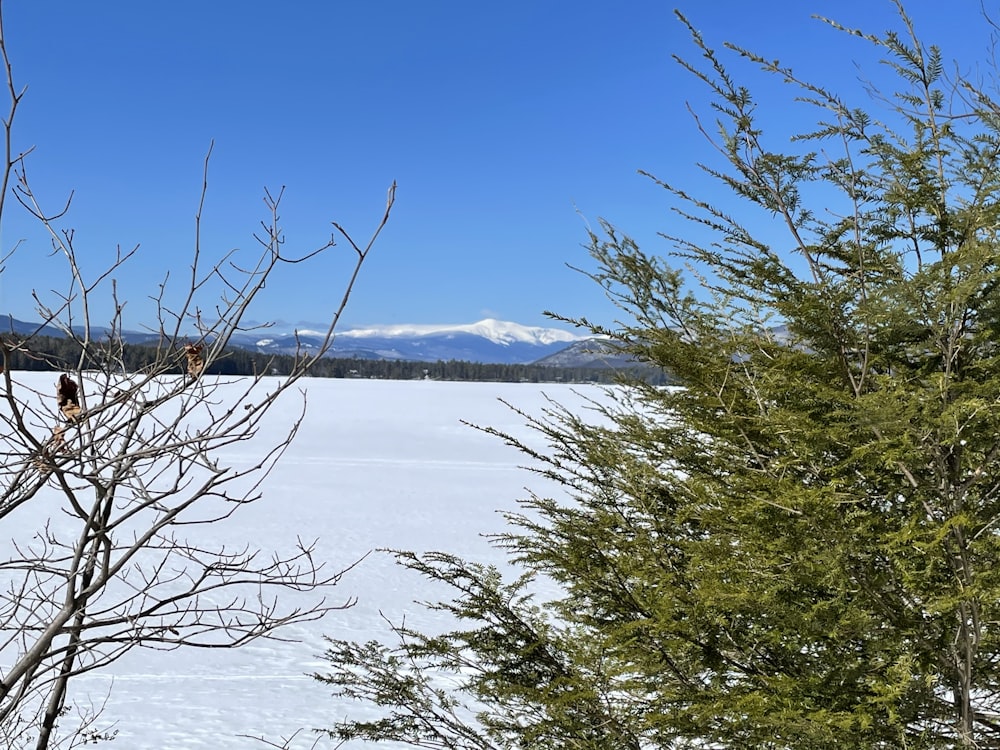 snow covered trees and lake under blue sky during daytime