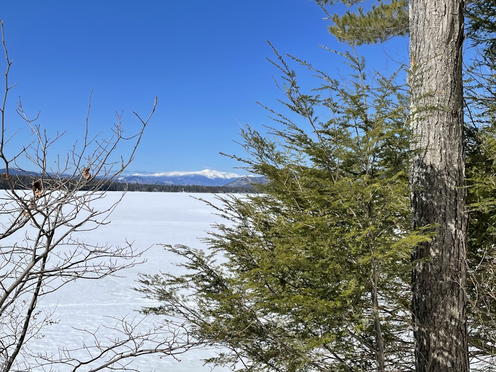 green trees near body of water during daytime