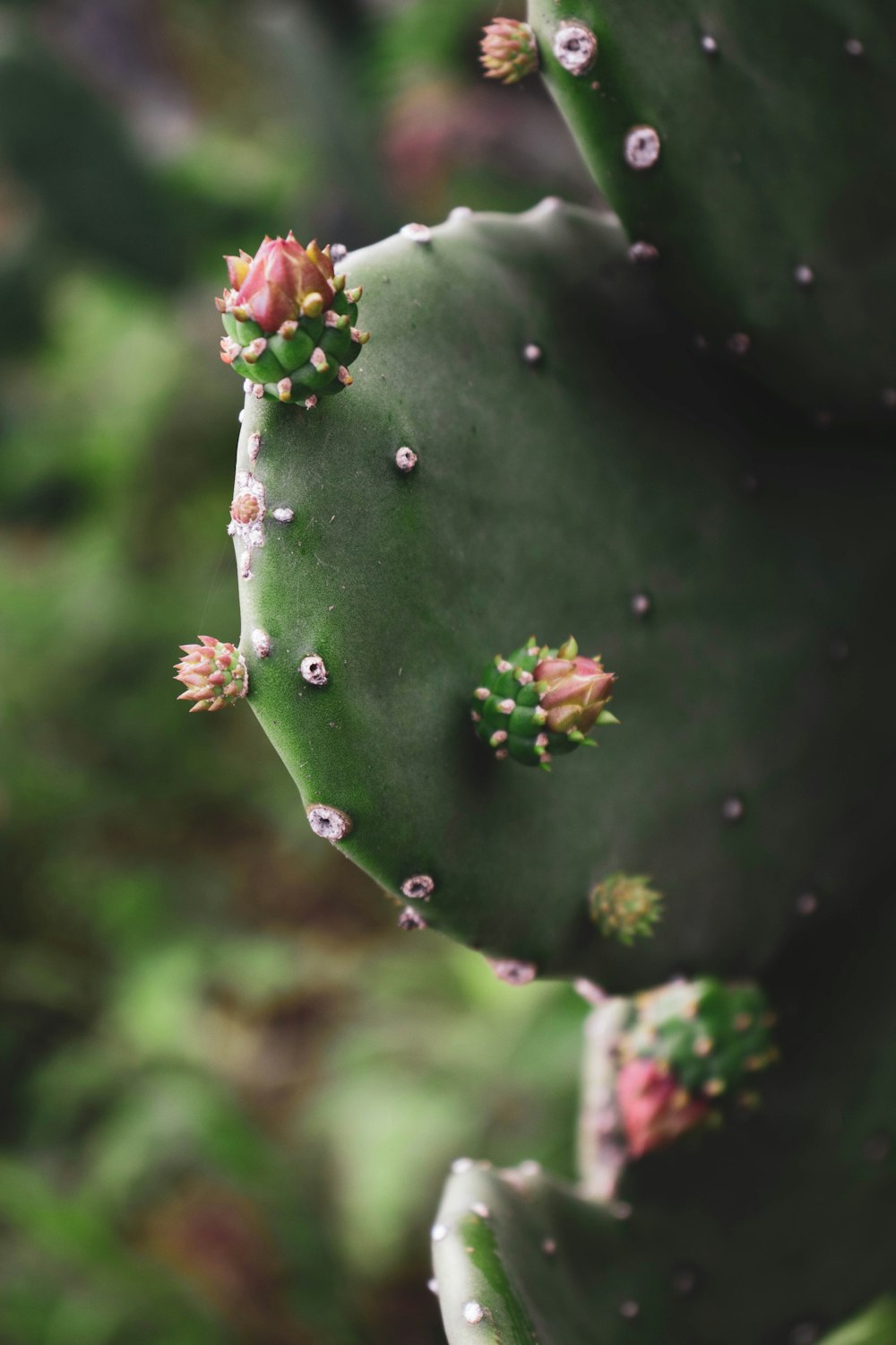 green cactus with water droplets