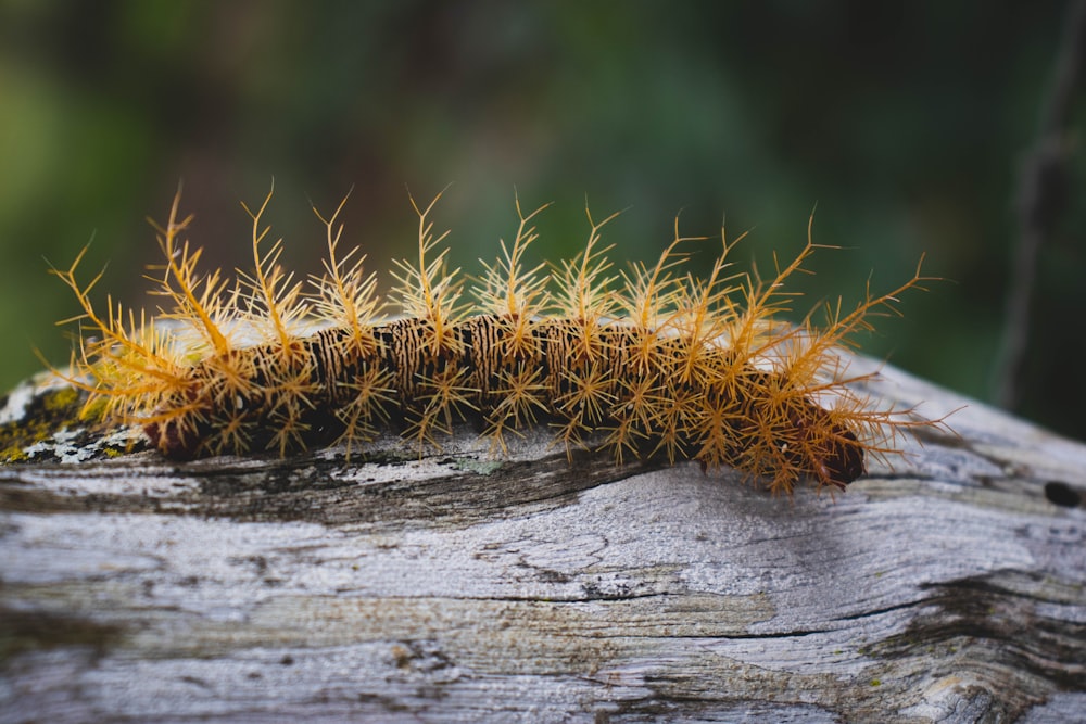 brown and black caterpillar on brown wooden log