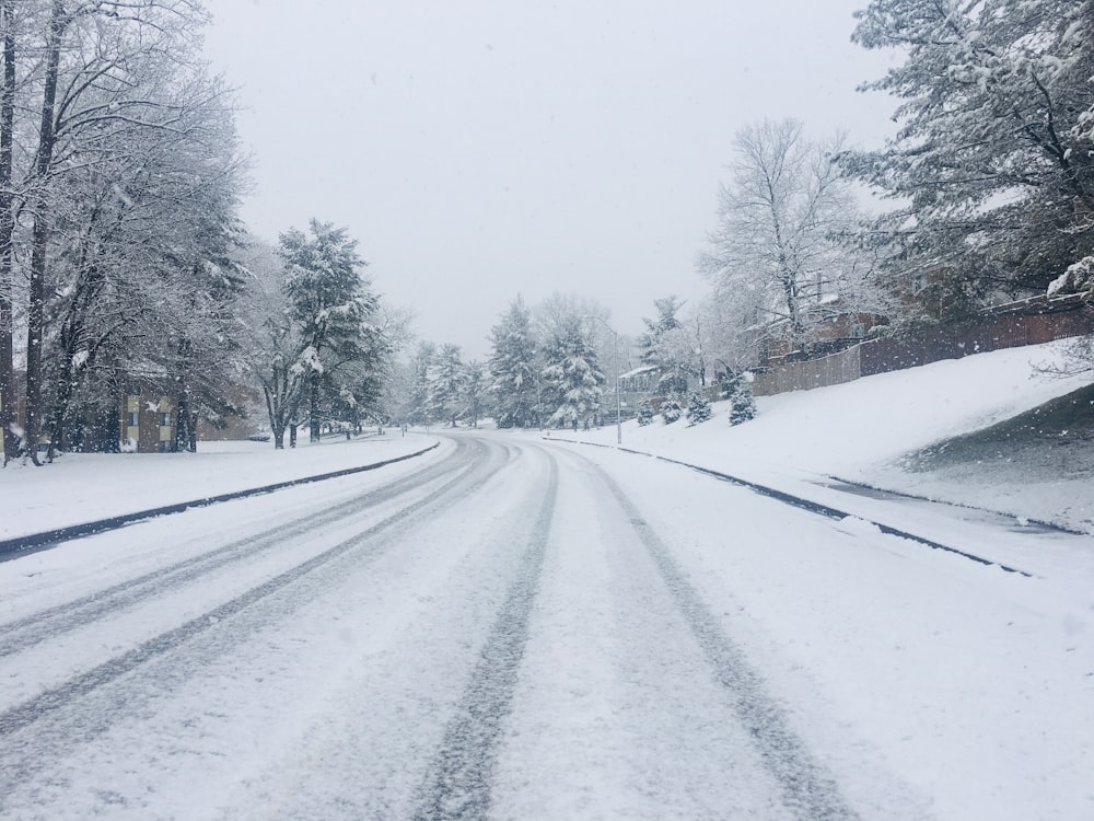 snow covered road between trees during daytime