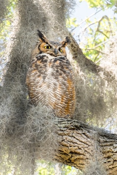 An owl with striking orange and brown feathers perched on a tree branch surrounded by hanging Spanish moss. The owl's vivid yellow eyes are alert, contrasting with the textured bark of the tree and the soft, gray Spanish moss. Bright green leaves are visible in the background, hinting at a sunny day.