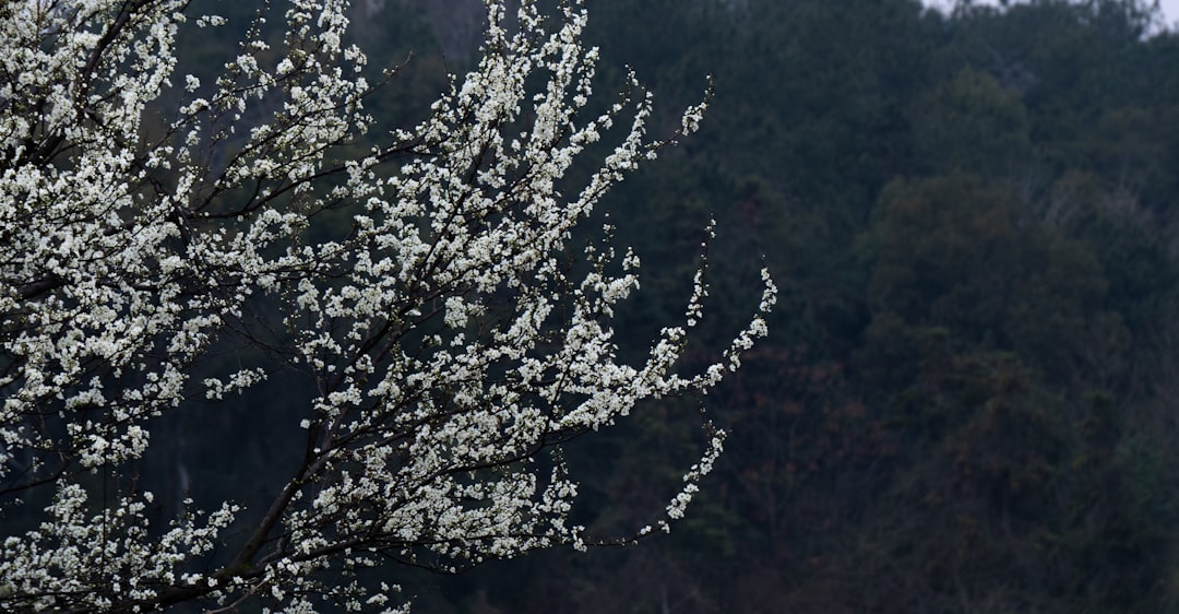 white flowers on tree branch