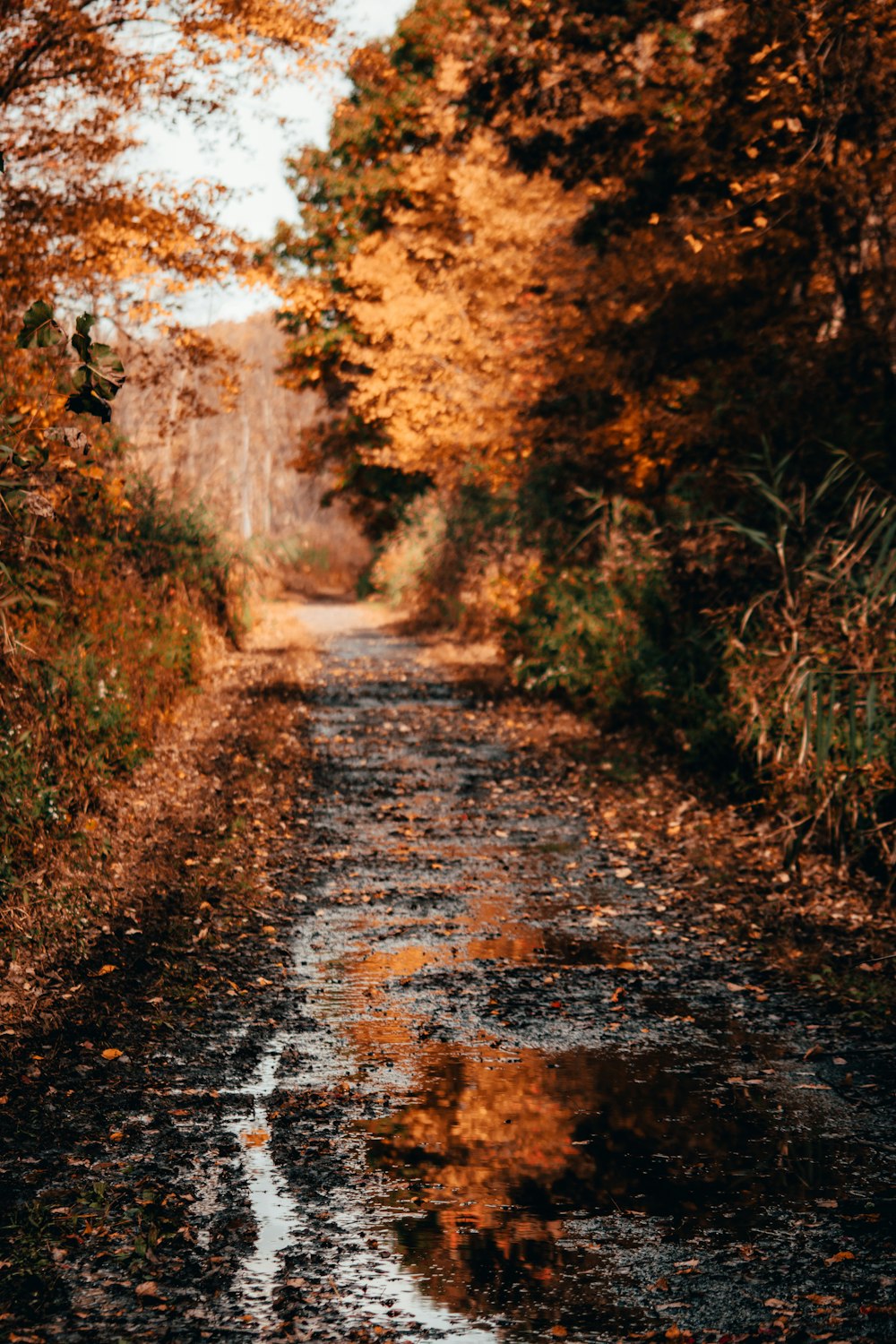 brown dirt road between trees during daytime