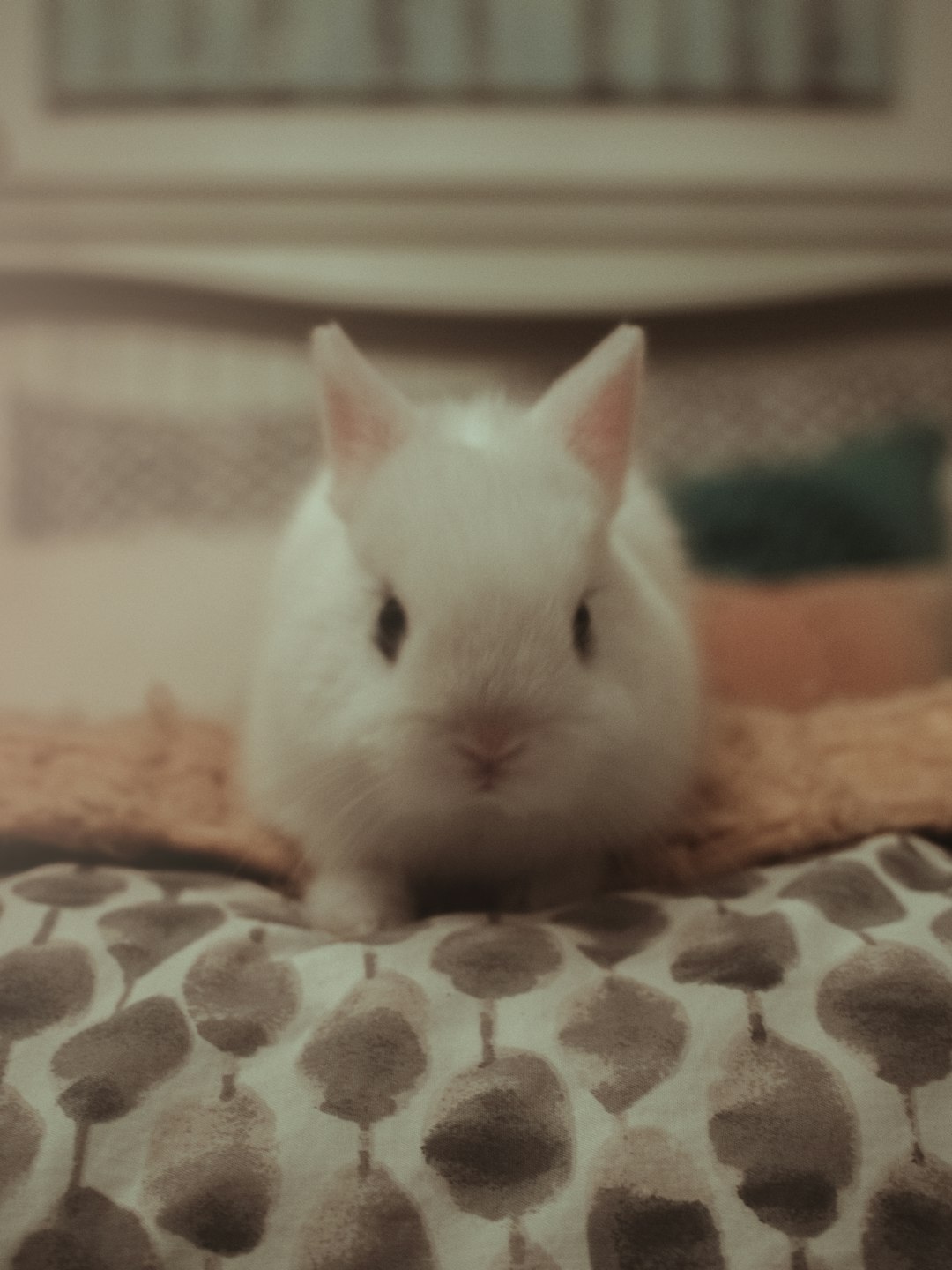 white rabbit on brown textile
