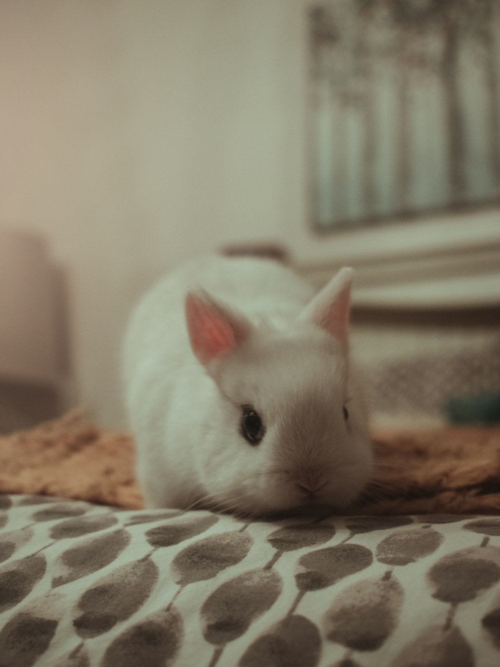conejo blanco sobre tela marrón y blanco
