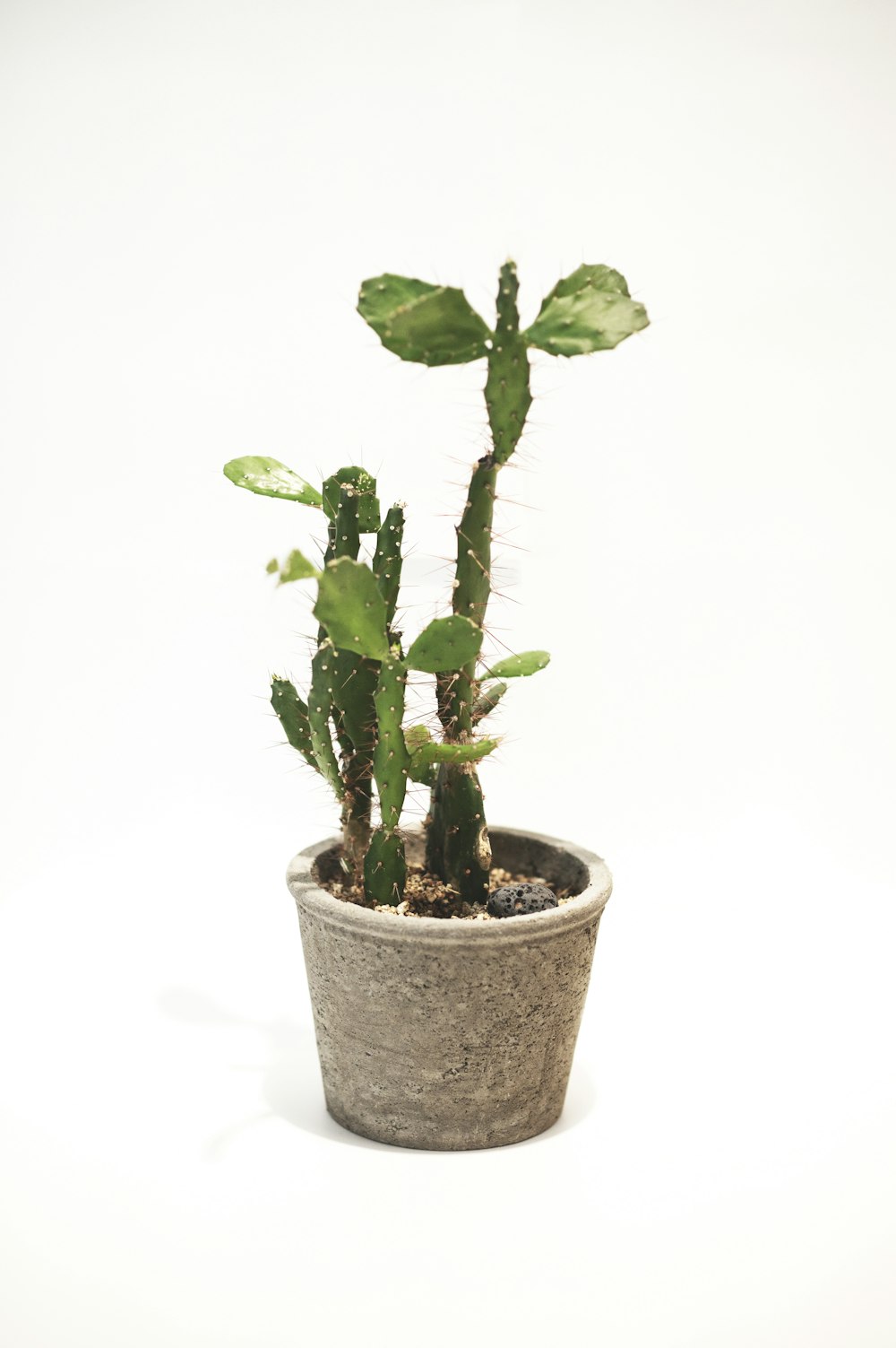 green plant on brown clay pot