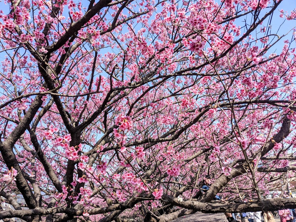 pink cherry blossom tree under blue sky during daytime