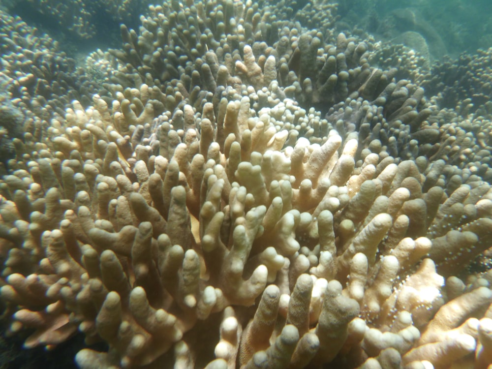 um grande grupo de corais em um recife de coral
