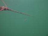 A marine rope covered in algae stretches diagonally across a greenish underwater environment. Particulate matter is visible in the water, creating a murky and somewhat mysterious atmosphere.