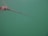 A marine rope covered in algae stretches diagonally across a greenish underwater environment. Particulate matter is visible in the water, creating a murky and somewhat mysterious atmosphere.
