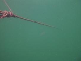 A marine rope covered in algae stretches diagonally across a greenish underwater environment. Particulate matter is visible in the water, creating a murky and somewhat mysterious atmosphere.