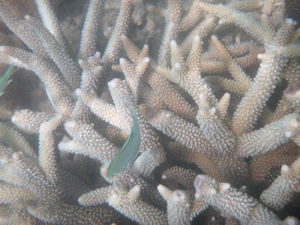 珊瑚礁の青と白の魚