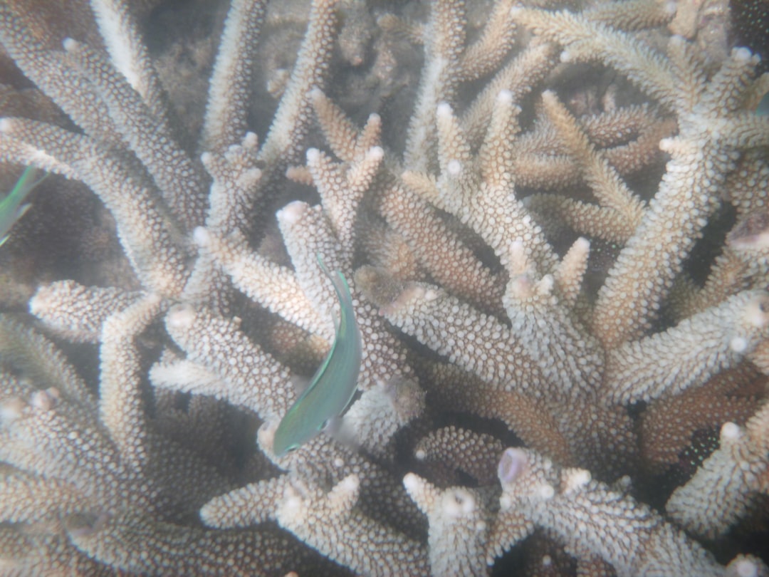 blue and white fish on coral reef, Diving on the Great Barrier Reef