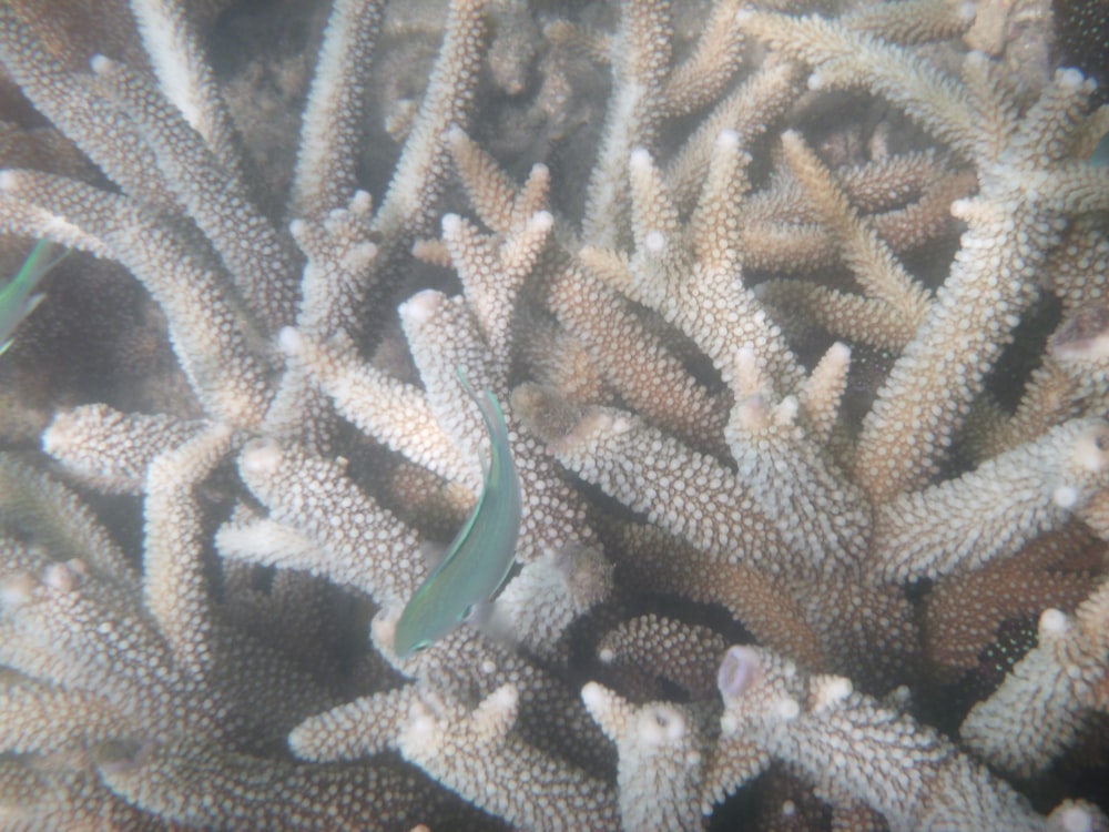 Peces azules y blancos en el arrecife de coral