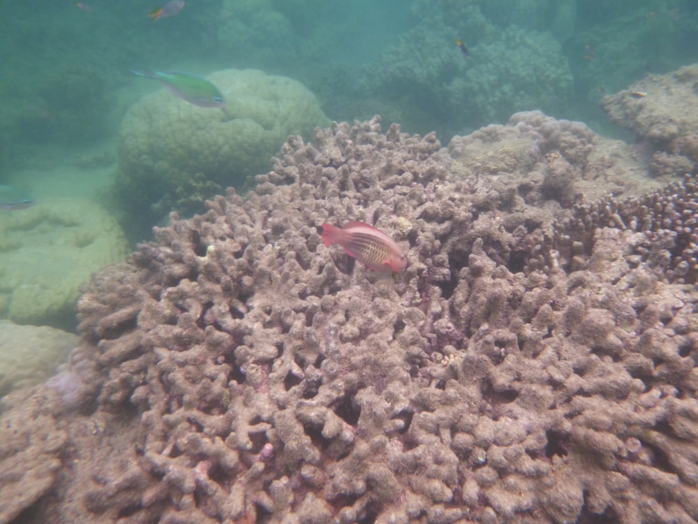 a fish is swimming over a coral reef