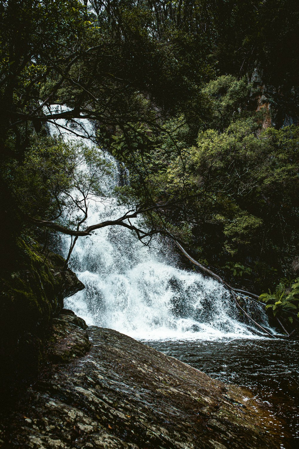 water falls in the middle of the forest