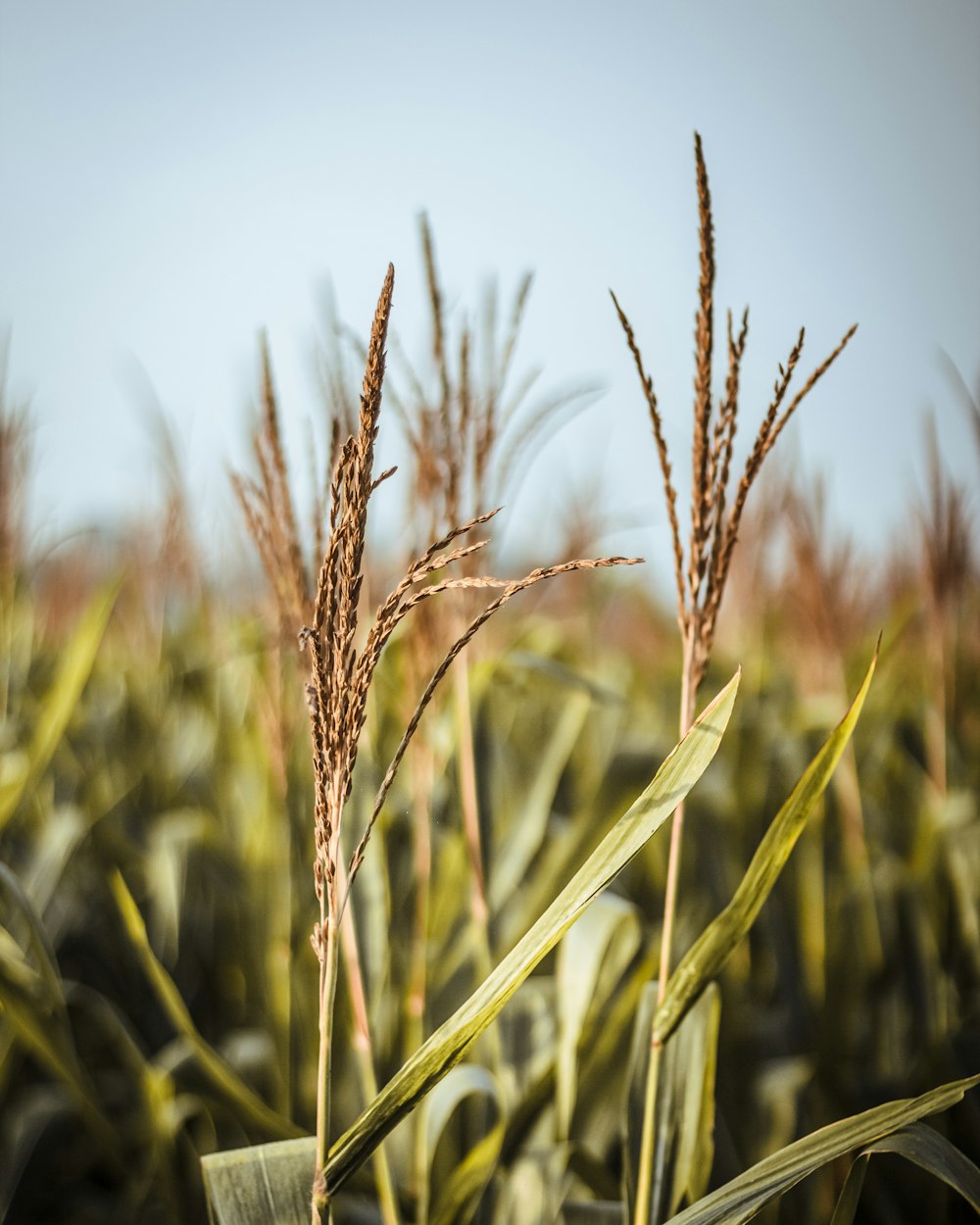 brown wheat in close up photography