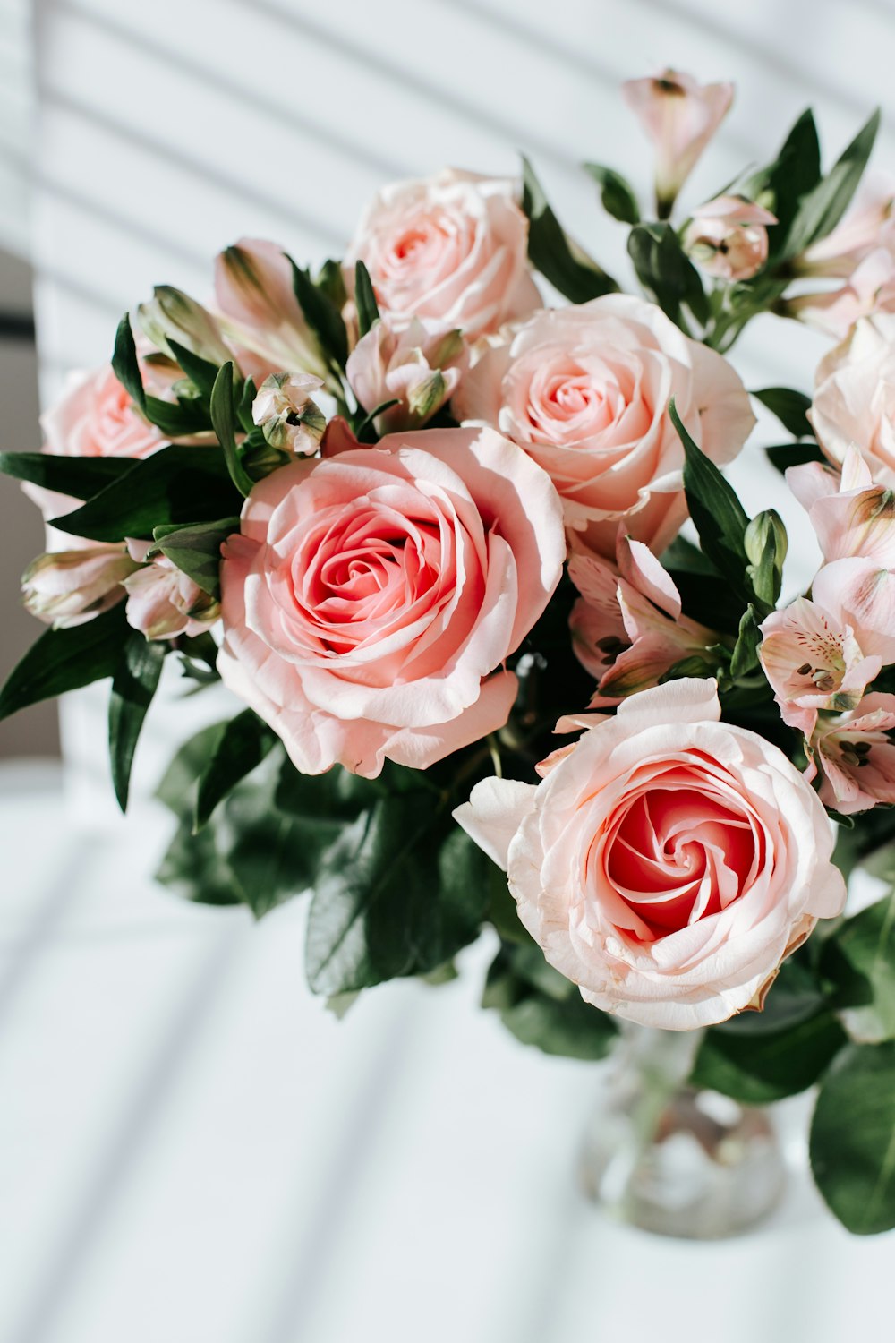 pink roses in close up photography