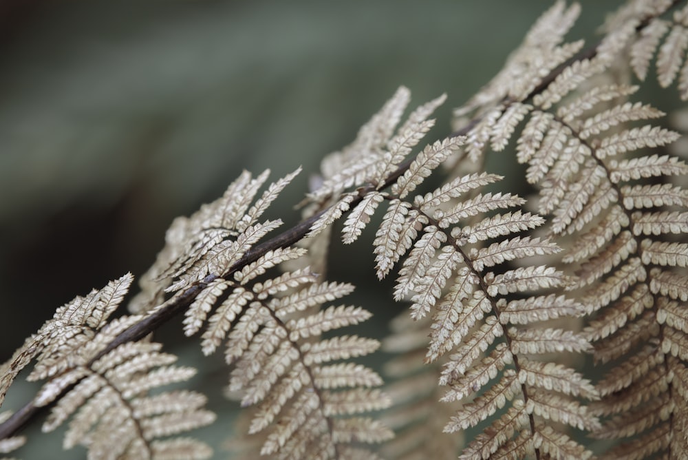 brown leaf in macro lens