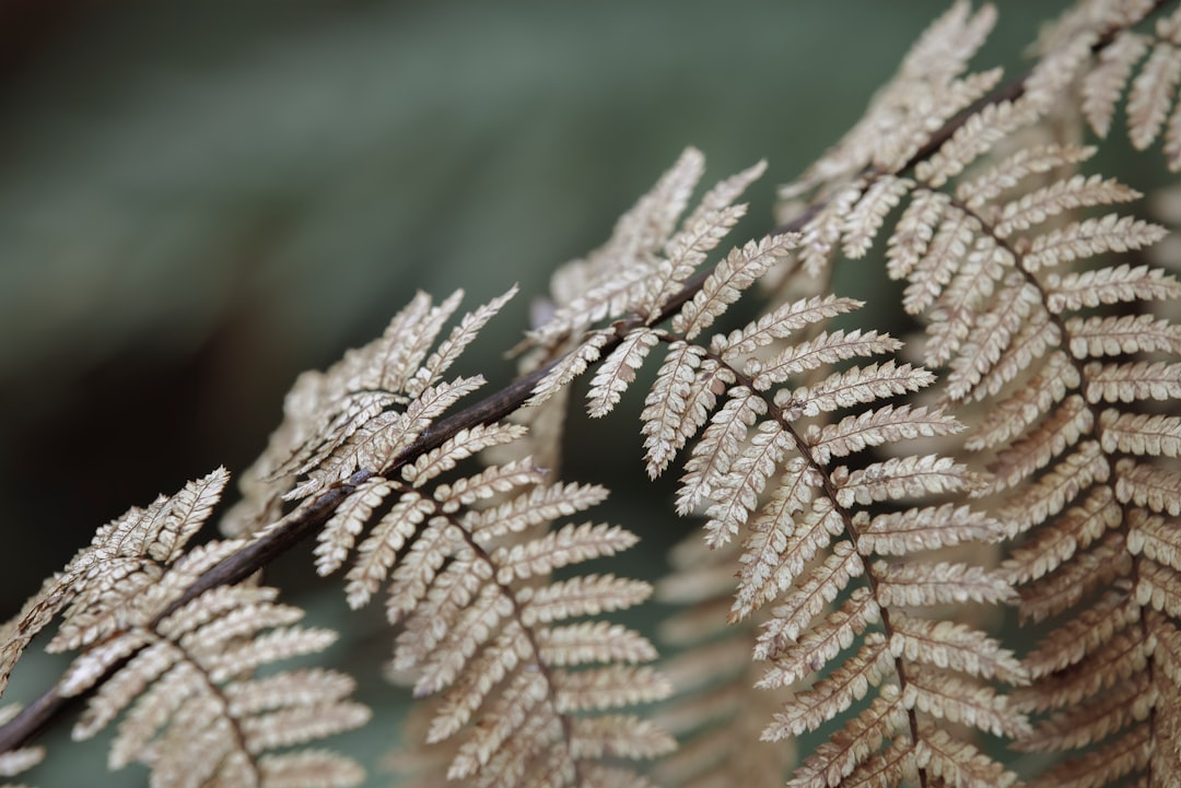 brown leaf in macro lens