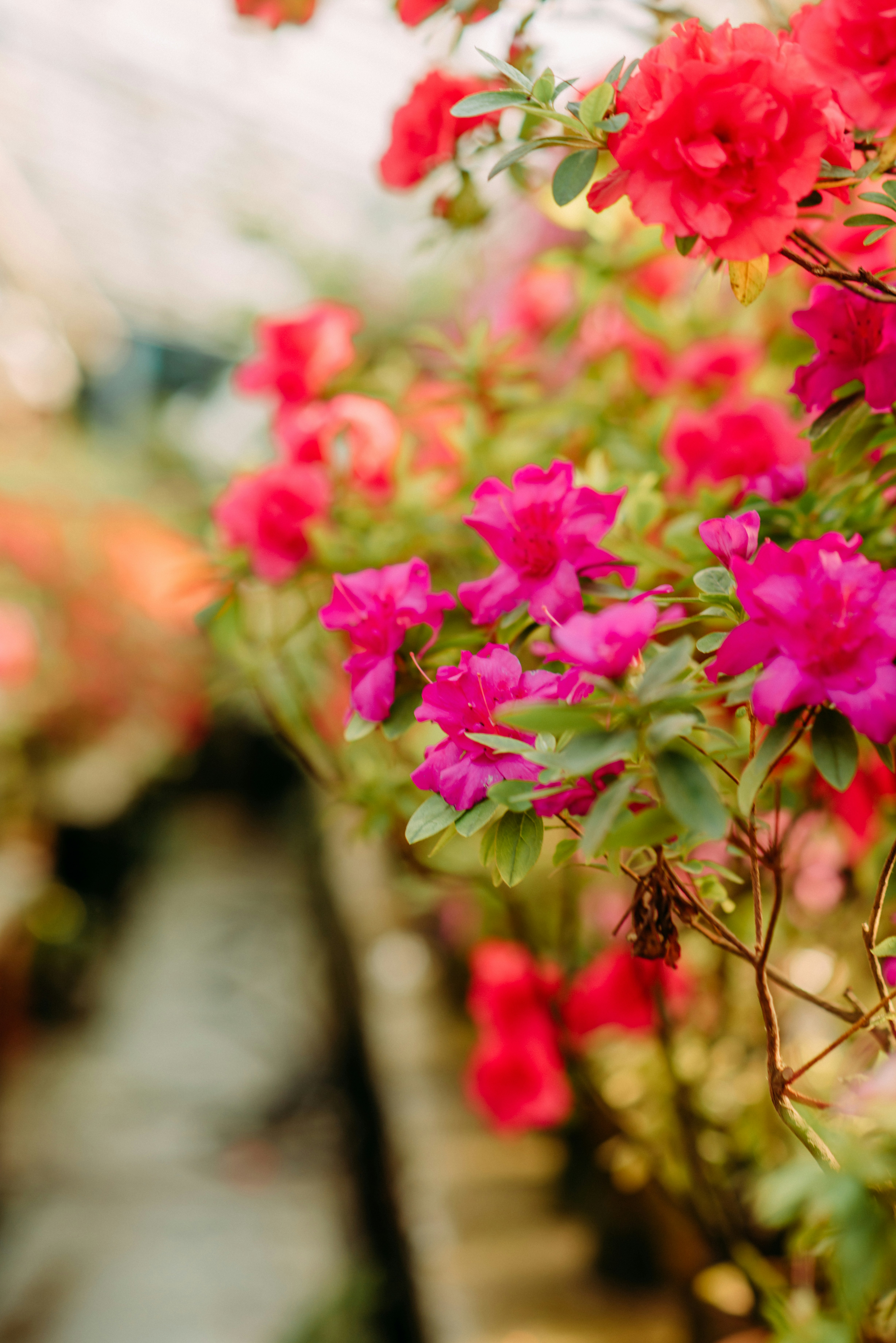 Pink Bougainvillea Flowers In Bloom During Daytime Photo Free Red Image On Unsplash