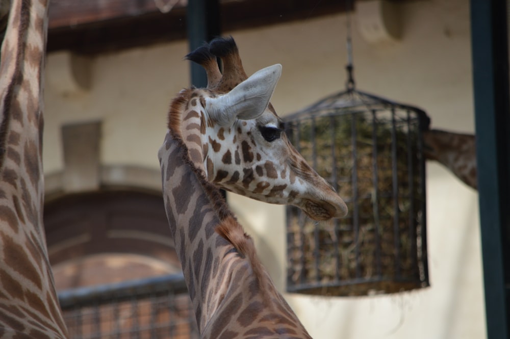 giraffe in cage during daytime