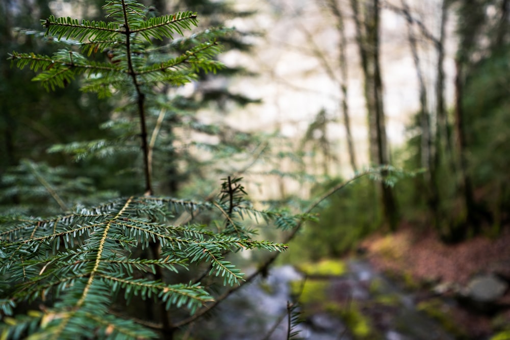 green pine tree in forest during daytime