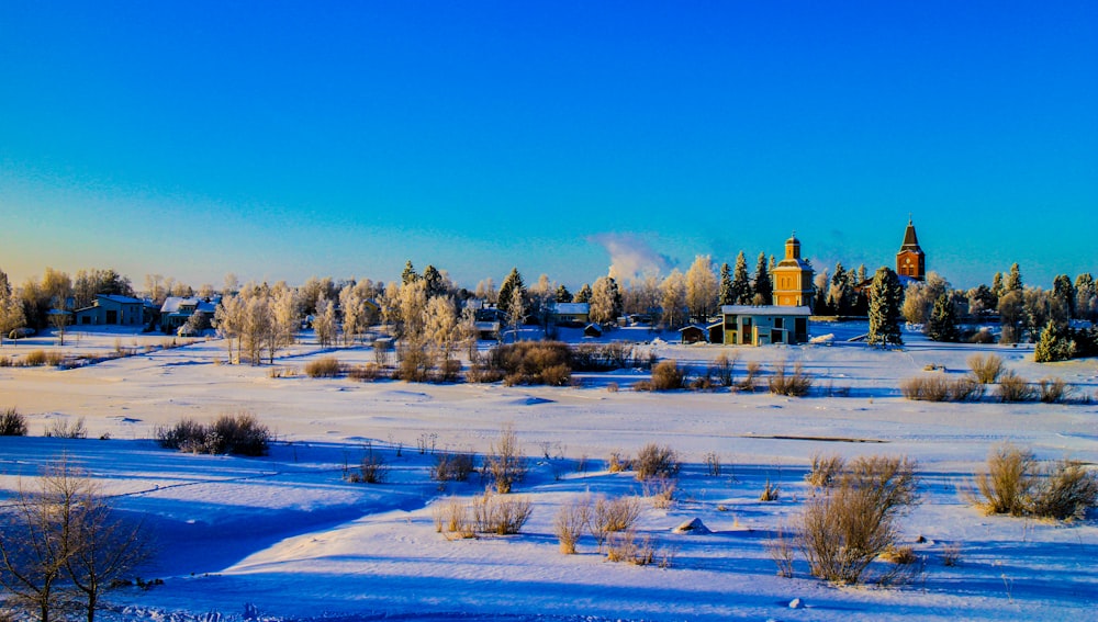 brown trees on snow covered ground under blue sky during daytime