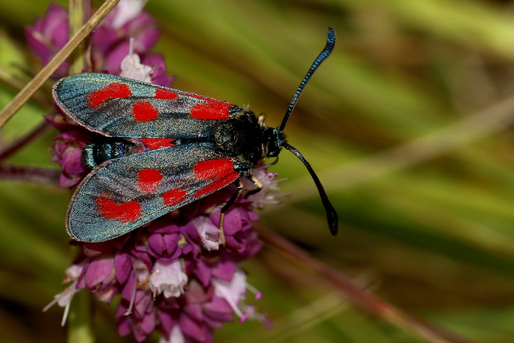black and red moth on purple flower