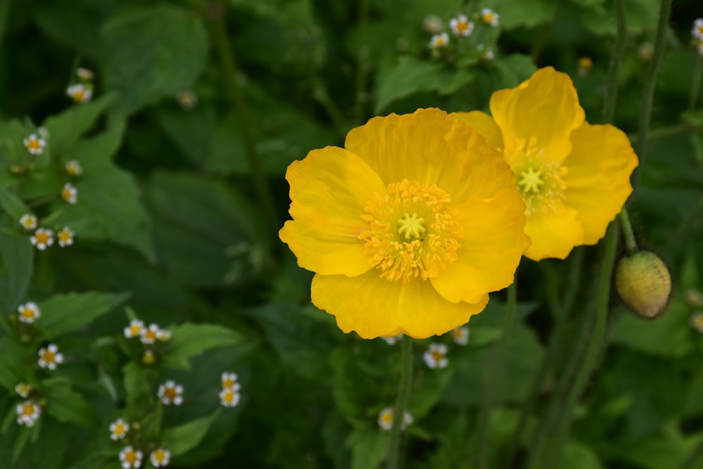 yellow flower in tilt shift lens