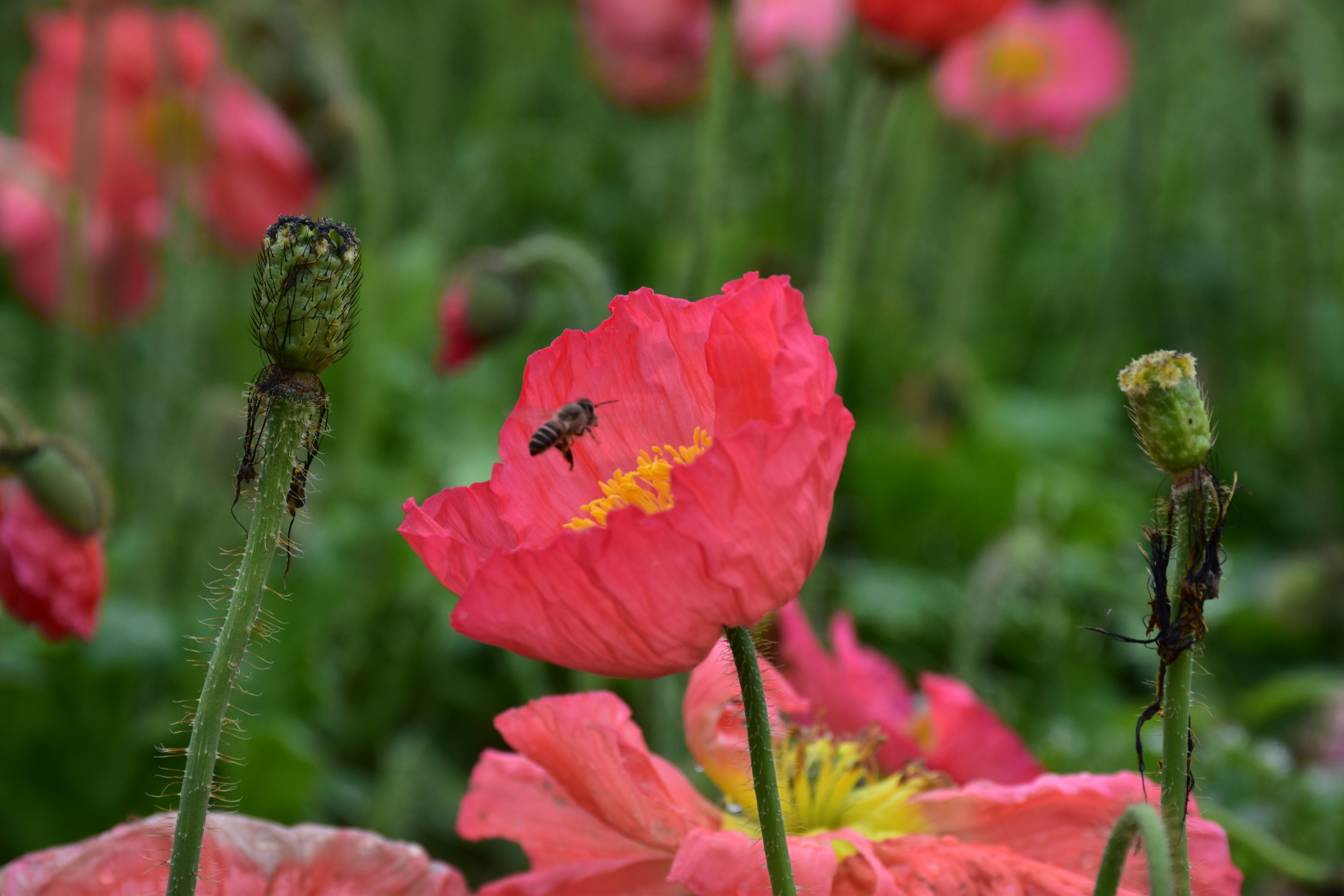 pink flower in tilt shift lens