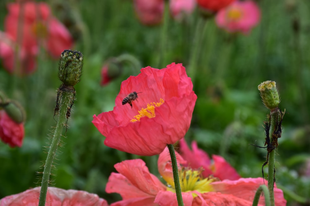 pink flower in tilt shift lens