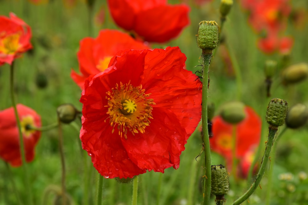 red flower in tilt shift lens