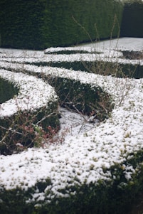 A neatly trimmed hedge covered in a light layer of snow, with bare branches and subtle hints of red berries protruding. The hedge is shaped into gentle curves, creating a maze-like appearance. The background contains more hedges, contributing to a sense of symmetry and order.