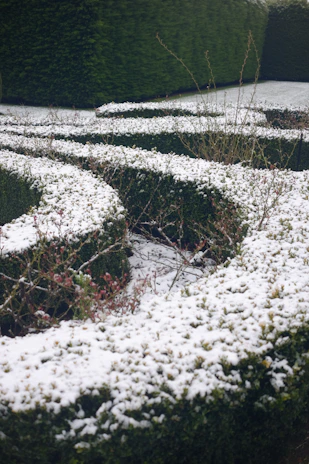 Winter inspection of a hedge covered lightly with frost, showing careful maintenance.