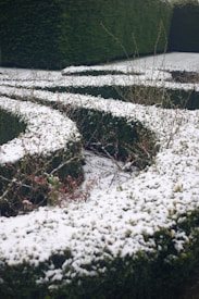A neatly trimmed hedge covered in a light layer of snow, with bare branches and subtle hints of red berries protruding. The hedge is shaped into gentle curves, creating a maze-like appearance. The background contains more hedges, contributing to a sense of symmetry and order.