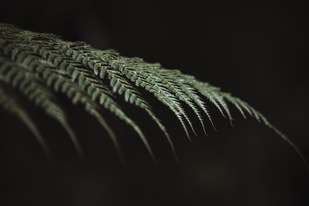 green leaf plant in close up photography