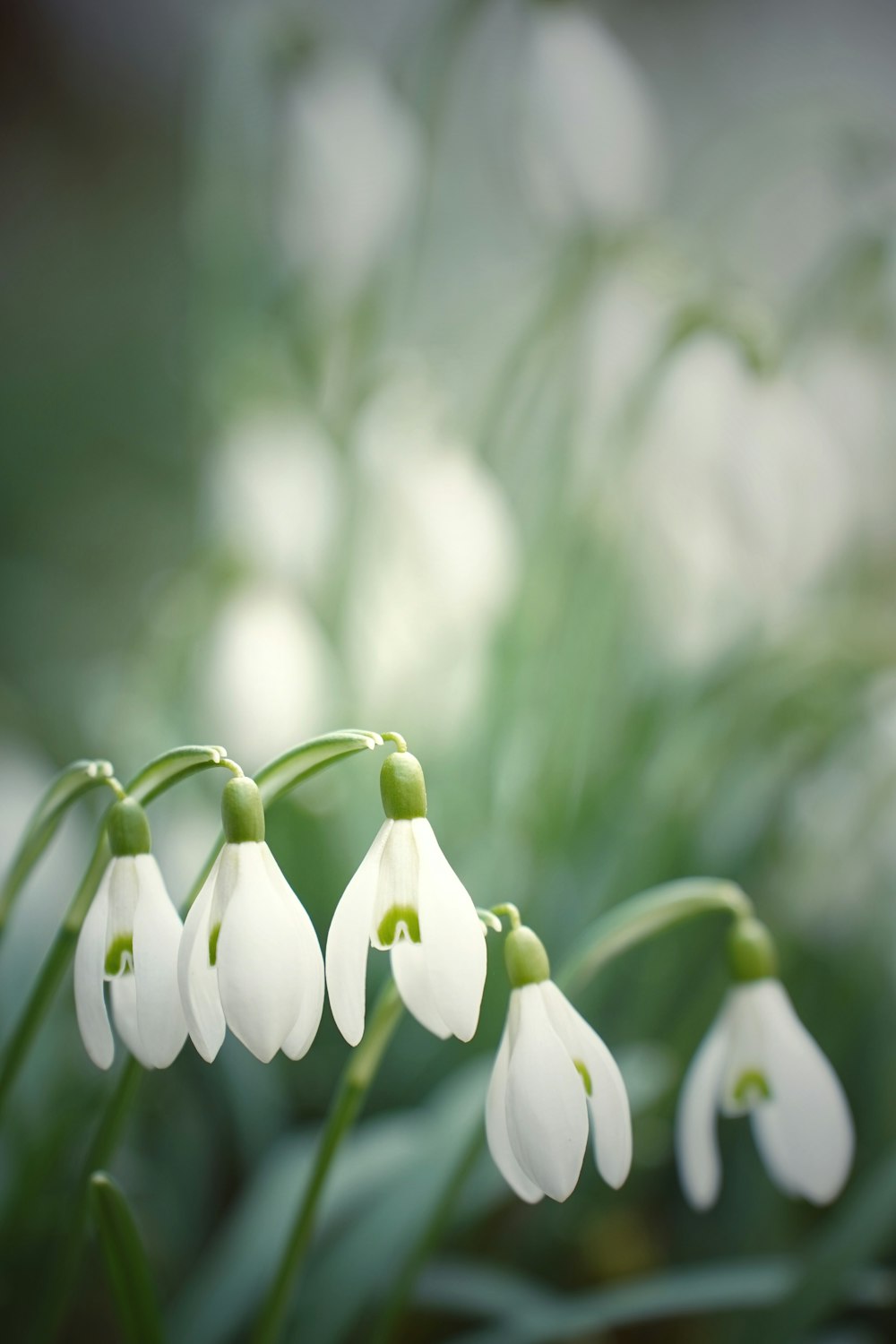 white and green flower buds