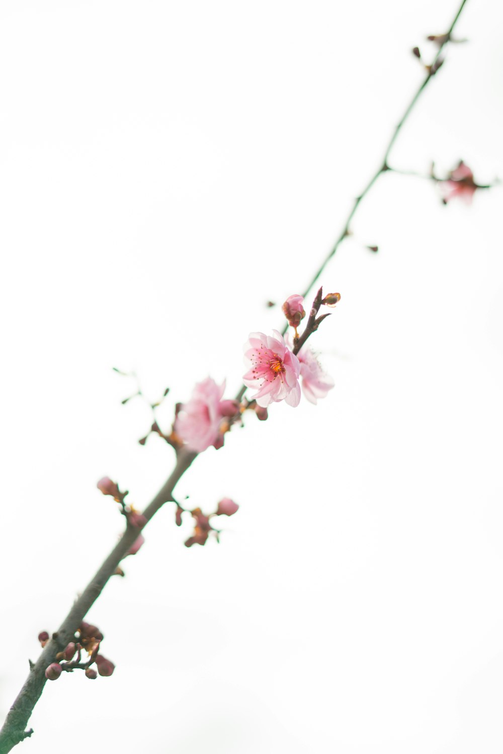 pink cherry blossom in close up photography