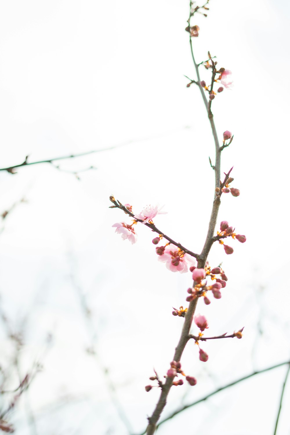 flor rosada en la rama marrón del árbol