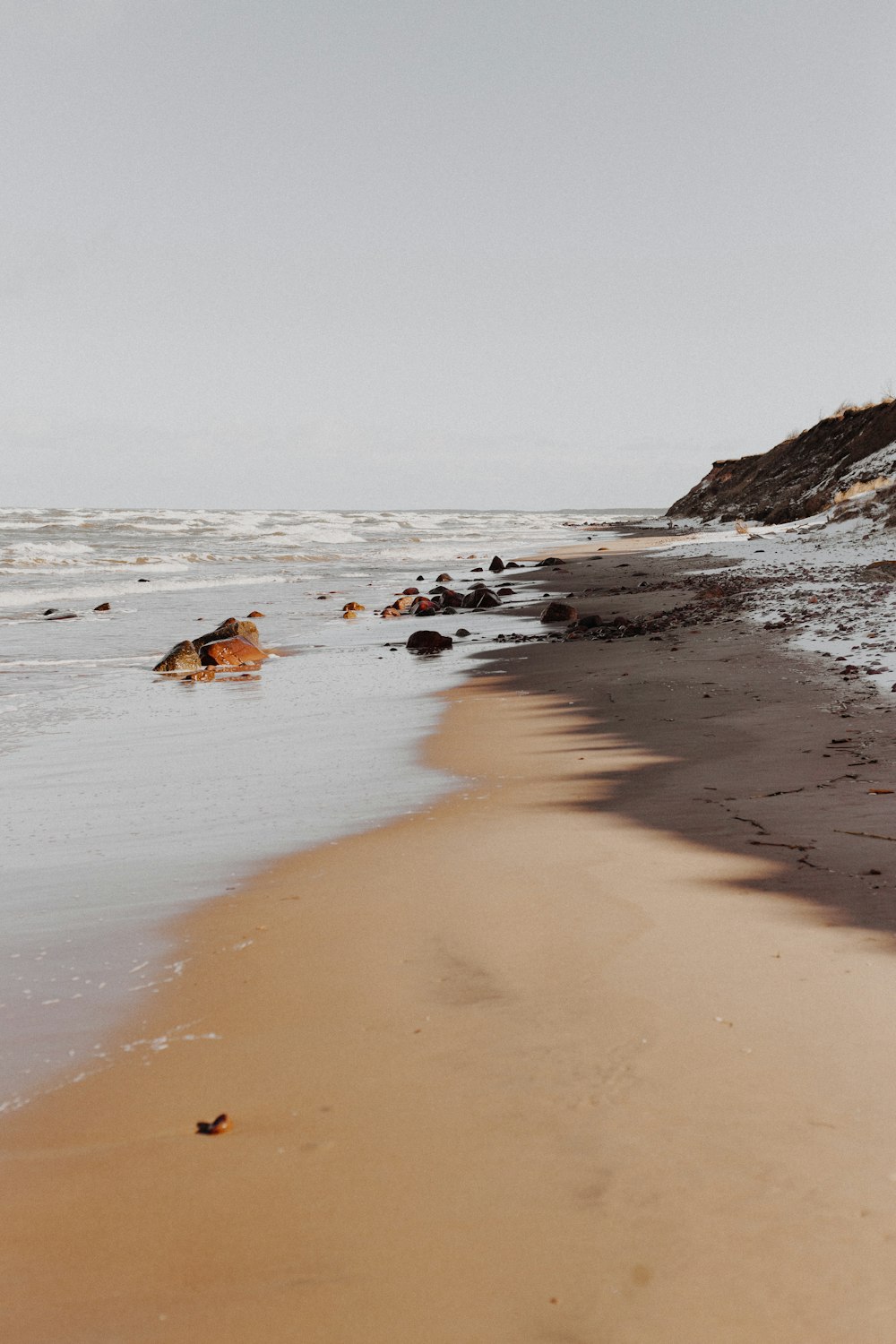 cão marrom e branco deitado na praia durante o dia