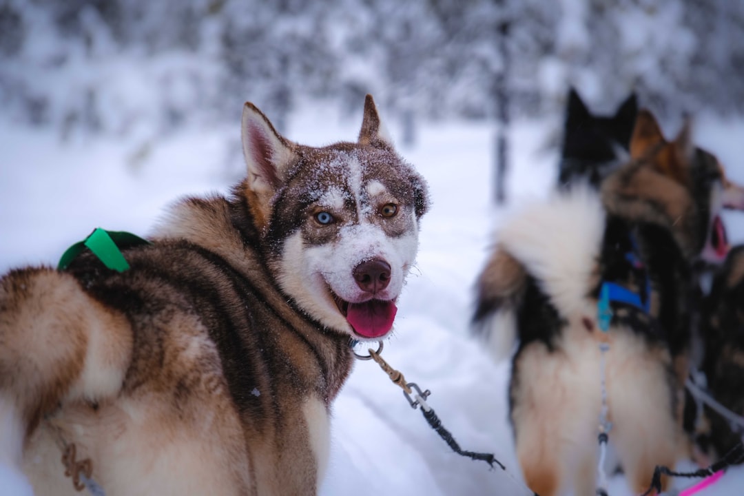 white and black siberian husky on snow covered ground during daytime