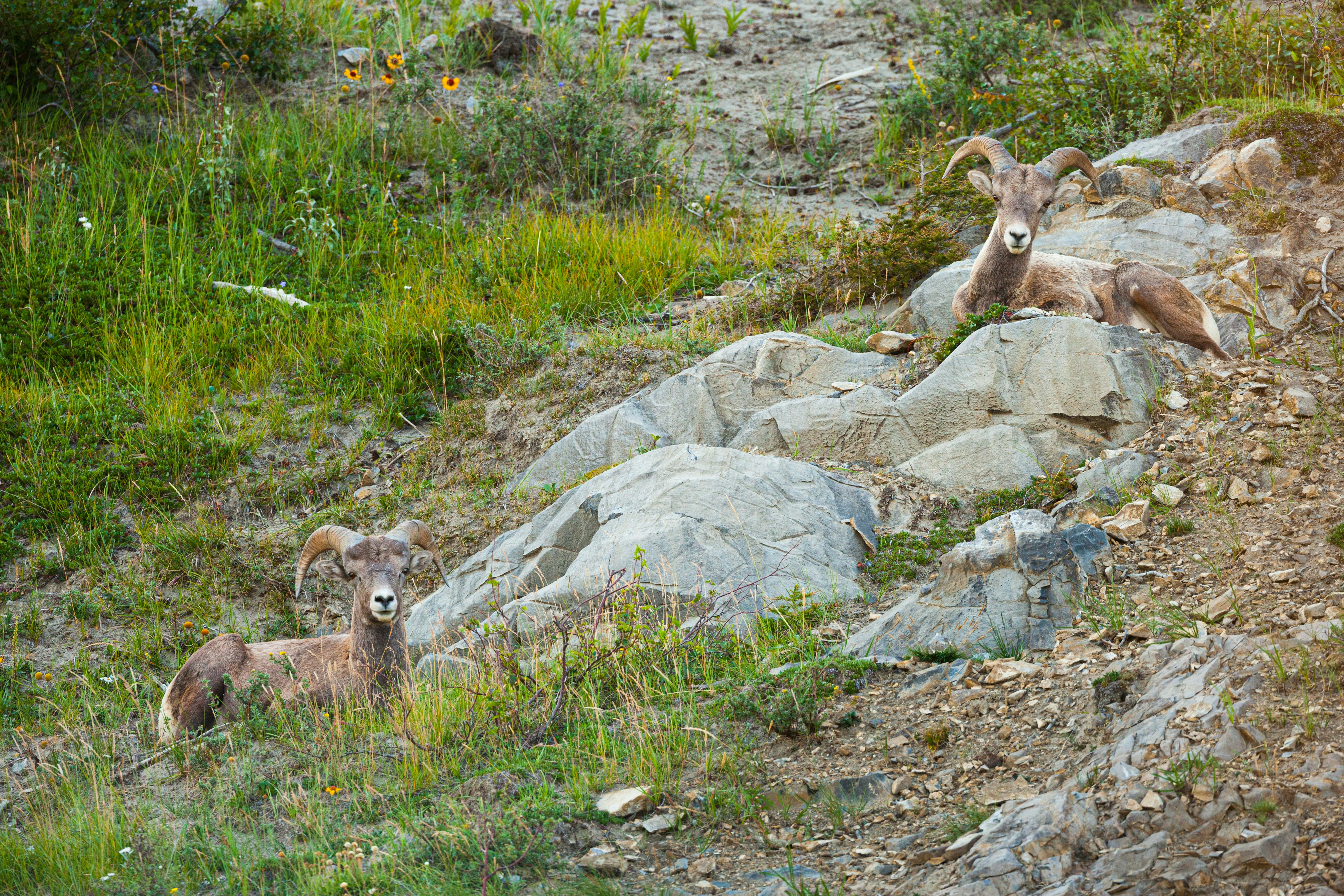Idaho’s Bighorn Sheep