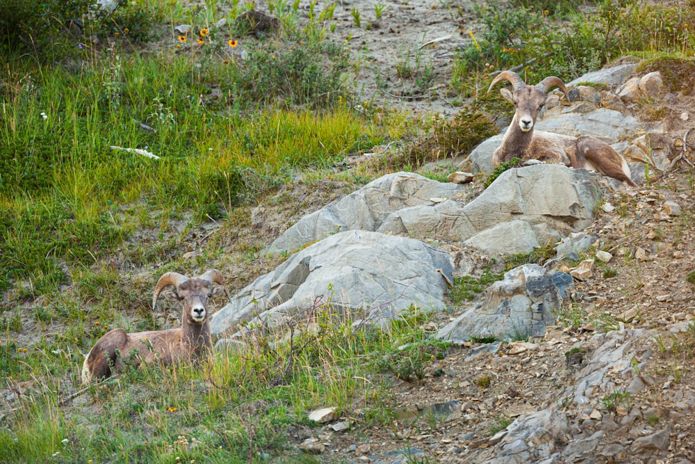 brown ram on green grass during daytime