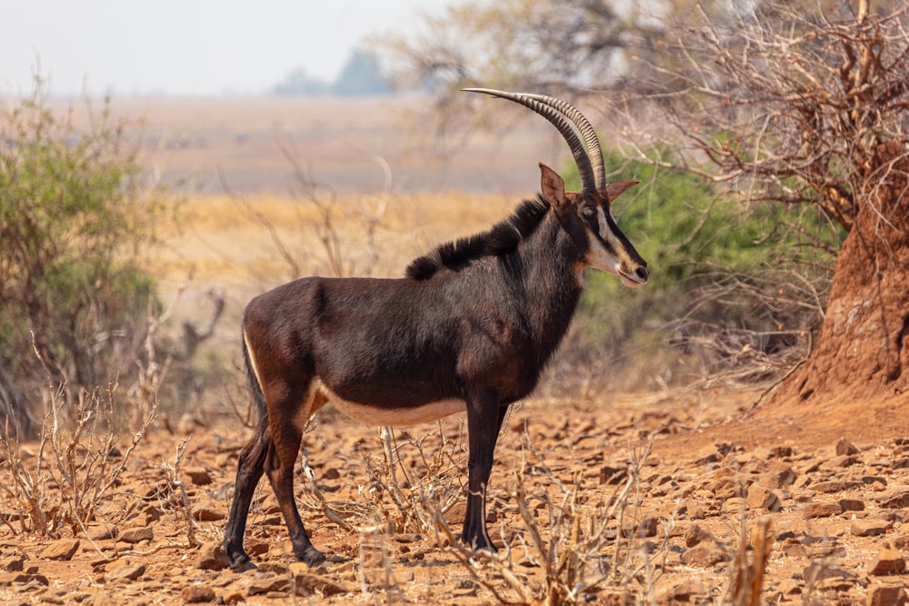 black and brown animal on brown grass field during daytime