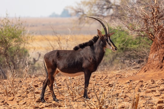 black and brown animal on brown grass field during daytime in Chobe National Park Botswana